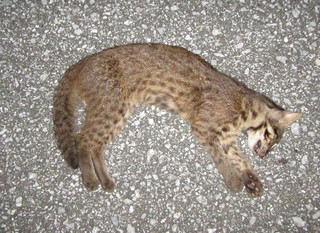 野原崎西の県道で交通事故に遭い、死んだ子ネコ＝提供・西表野生生物保護センター