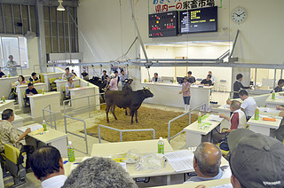 前回に続いて高値を付けた黒島家畜市場の９月のセリ＝13日午前、黒島家畜市場