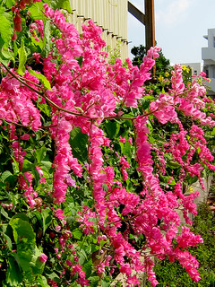 濃いピンク色の花が見ごろを迎えているニトベカズラ＝25日午後、石垣市平得