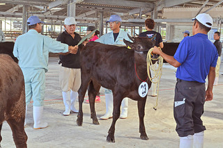 ４部門33頭の出場牛の審査が行われた第16回八重山郡畜産共進会＝29日午前、八重山家畜市場