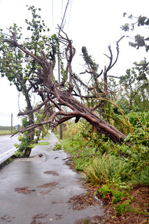 暴風によって倒れた樹木＝６日午前10時45分ごろ、石垣市伊原間