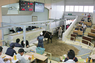 子牛の平均価格が51万円を超える過去最高となった八重山家畜市場の12月のセリ＝13日午後