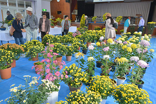 色鮮やかな菊が並べられている菊花展。初日から多くの参観者でにぎわった＝28日午前、大川公民館