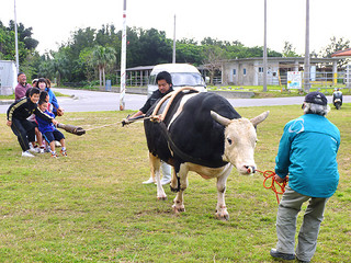 黒島牛まつりで４年ぶりに実施される「牛との綱引き」に向け行われた練習＝15日午後、黒島多目的広場