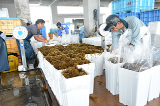 収穫されたばかりの養殖モズクを一斗缶に詰めるモズク業者＝21日午後、八重山漁協構内