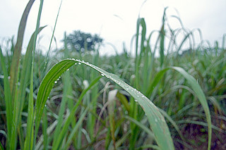 雨にぬれたサトウキビ＝６日午後、石垣市大川の畑