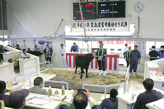 子牛が市場史上、最高価格で取引された黒島家畜市場の15年初セリ＝11日午前