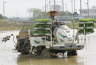 他の農家に先駆け稲の苗を植える仲新城さん＝17日午前、新川平田原