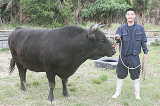 ３年間、愛牛の世話を続けて八重山農林高校を卒業する上間睦太君と与那国天志＝27日午後、新川の牧場で