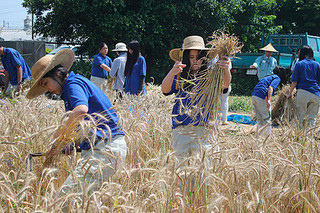 昨年12月に植えた小麦「あやひかり」を収穫する生徒ら＝14日午後、八重農の圃場