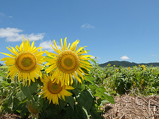 台風６号にも負けず、大輪の花を咲かせるヒマワリ＝16日午前、新川奈良佐の観音堂線沿い農地
