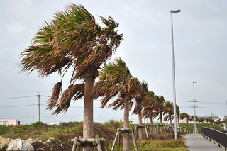 台風15号の影響で大きく揺れるヤシの木＝22日午後、真栄里海岸付近