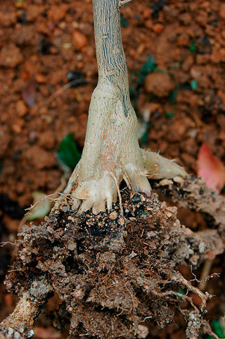 南根腐病にかかったミカン科の植物の根（県森林資源研究センター提供）
