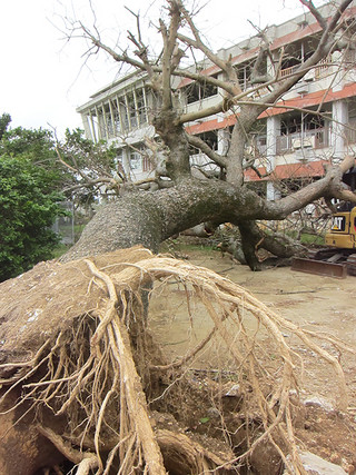 強風で根元から倒れたアメリカネムノキ＝８月28日午前、登野城小学校