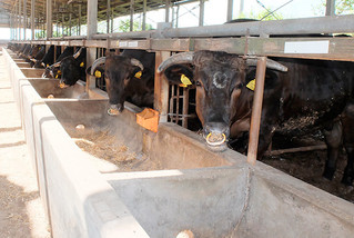農水産物への影響が懸念される環太平洋経済連携協定（ＴＰＰ）。牛肉はセーフガード付きで関税を削減していくことが確認された＝８月21日午後、ＪＡ八重山肥育センター