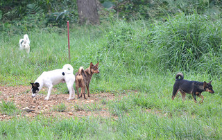 野犬とみられる数頭の群れ＝12日午前、バンナ公園西口であい橋付近