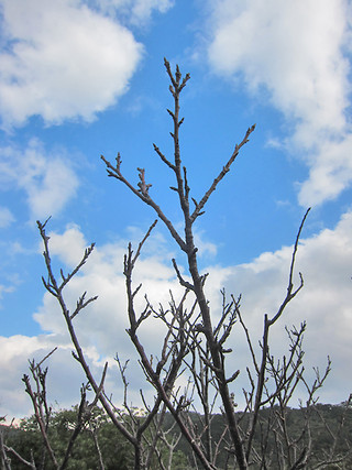 天候不順の影響で花芽をつけたままのヒカンサクラ＝25日午後、万勢岳サクラの森