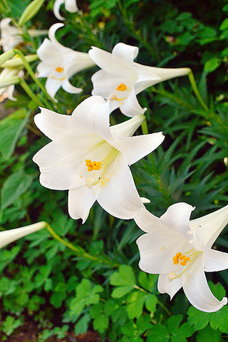 美しい白い花を咲かせているテッポウユリ＝12日午後、前勢岳山頂付近