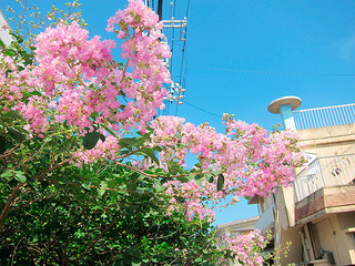 梅雨の中休みが続く石垣島地方。サルスベリが咲き出し、青空に映えた＝４日午後２時ごろ、石垣市登野城