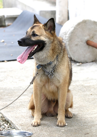 今月14日に川原のミバエ根絶の碑近くで保護された犬＝１５日午後、同保健所