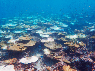 竹富島と黒島間の海域、サンゴの白化現象が進行している＝10月４日（環境省那覇自然環境事務所）
