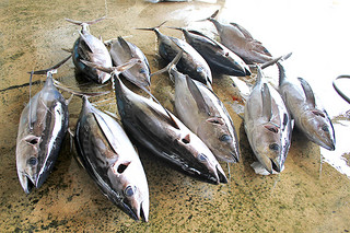 漁獲量が減少しているマグロ類＝３月26日、八重山漁協
