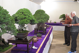 出展された盆栽を審査する新城審査委員長（左）と、本社の黒島社長＝12日午後、市民会館展示ホール