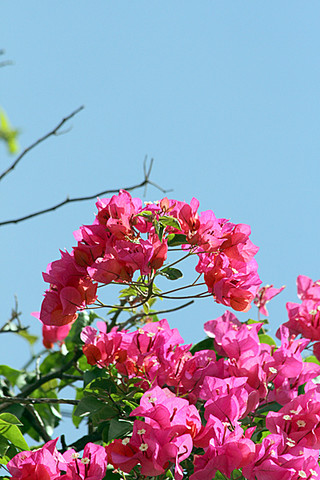 沖縄地方が22日、梅雨明けした。朝から晴れ間が広がり咲き誇るブーゲンビリアの花も青空に映えた＝22日午後、石垣市登野城