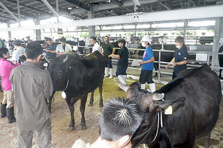 出品された牛を評価する審査員ら＝２日、黒島家畜セリ市場