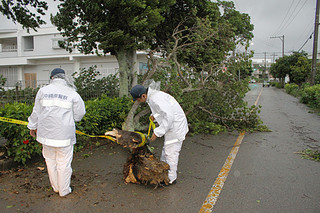 台風18号の強風で倒れた街路樹、警察官が規制線を張り対応した＝13日夕、石垣市大川
