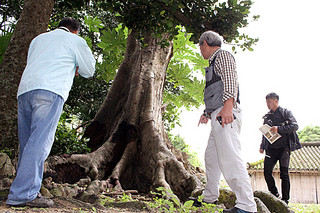 南根腐病の調査を行う研究者ら。中央の樹木クワノハエノキは同病に罹患し、根元が腐っている＝８日午前、宮鳥御嶽