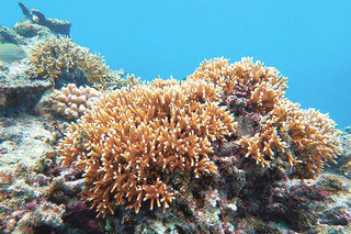 昨年12月に確認された夏の白化から回復した石西礁湖のサンゴ（環境省那覇自然環境事務所提供）