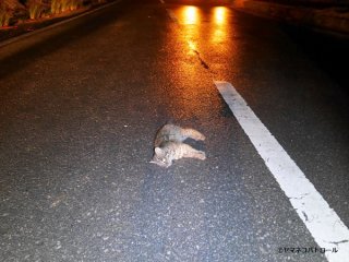 交通事故で死んだイリオモテヤマネコのオスの幼獣（西表野生生物保護センター提供）