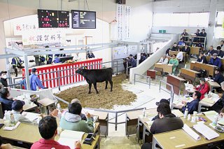 初セリで70万円の平均価格をつけた八重山家畜市場の子牛セリ。年間では68万円台となった＝2018年１月13日午後、八重山家畜市場