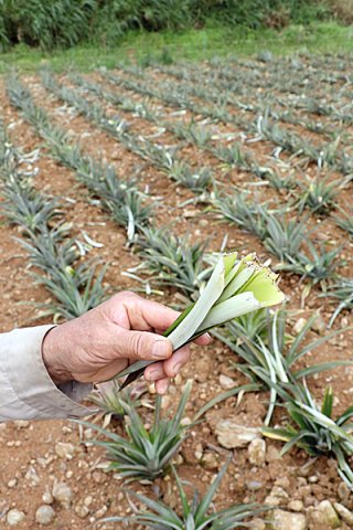 イノシシに食べられた苗の中心部分。広範囲で被害が確認された＝９日午前、石垣市嵩田地区