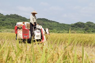 期米の生産増で1005㌧の豊作となった2018年度水稲＝2018年５月24日、川平前岳ふもとの水田