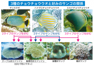 白化耐性が弱いタイプのサンゴのポリプを好んで食べる３種類のチョウチョウウオ（水産技術研究所八重山庁舎提供）