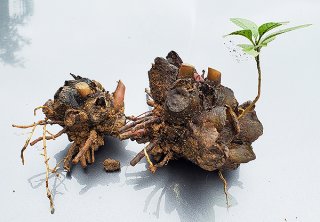 不法採取されたリュウビンタイの根茎＝11日、崎枝（市農政経済課提供）