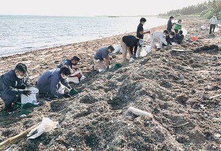黒島の海岸に漂着した軽石を取り除く竹富町職員ら＝8日（町民課提供）
