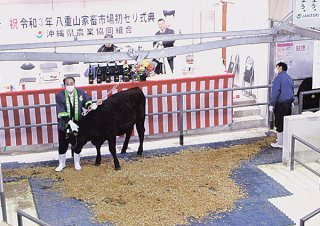 2021年の八重山、黒島のセリ価格はコロナ元年の20年から持ち直した＝2021年1月12日八重山家畜市場