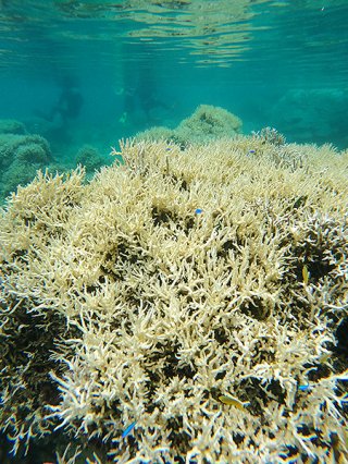サンゴの白化が急速に進んでいる石垣市米原の海＝8日午前（屋比久賢太撮影）
