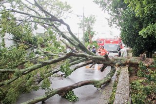 天川御嶽の大木が暴風で倒れ、道路をふさぐ＝12日午前、登野城
