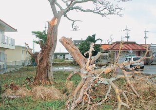暴風で枝から折れた樹木＝13日午前、八島町
