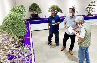 展示された盆栽を審査する日本盆栽協会八重山支部の会員ら＝12日午後、石垣市民会館展示ホール
