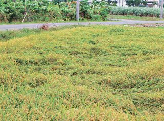 一部の田んぼでは、すでに水稲の倒伏が発生していた＝30日午後