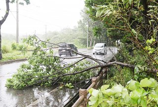 強風で木が倒れ、片側1車線がふさがった国道390号線＝1日午後、宮良橋付近