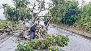台風6号の強風で道路側に倒れた街路樹。星野地区の住民らが枝を切り落として移動させた＝2日午前11時ごろ、星野集落北方の国道390号（読者提供）