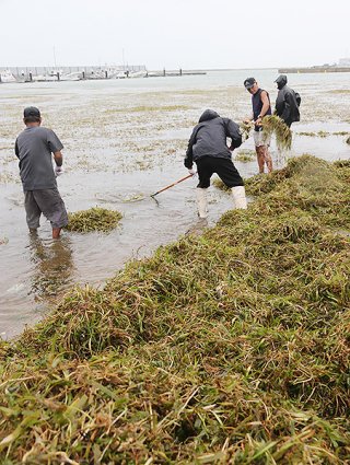 台風の影響で石垣漁港内に大量に流入した海草＝4日午前、同漁港