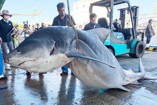 初日に駆除された全長3㍍80㌢、重さ500㌔を超える巨大なイタチザメ＝11日午後、八重山漁協