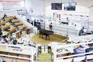 八重山家畜市場での子牛セリ。大幅な値下がりが続く＝11日午前